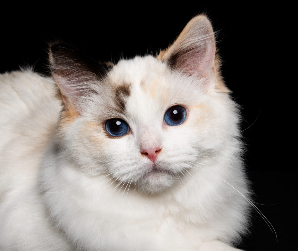 A picture of Pacificats Pebbles, the 11th best kitten of TICA Europe North and the 9th best ragdoll kitten of the world.