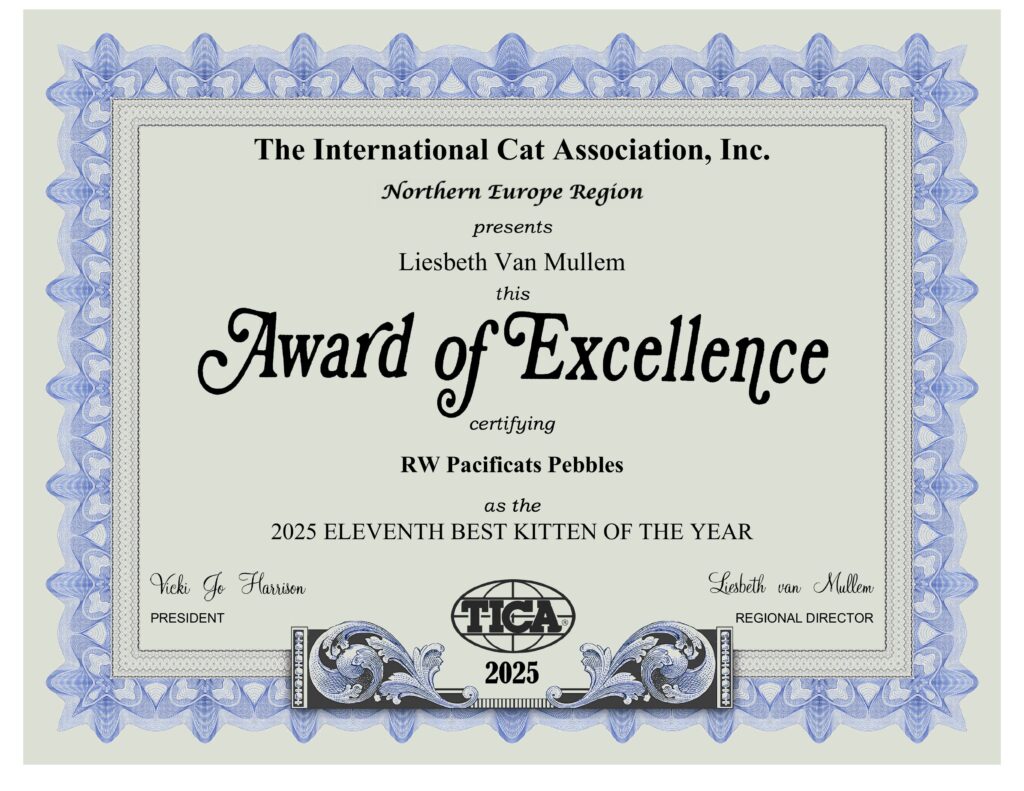 Pacificats Pebbles certificate as Regional Winner TICA Europe North